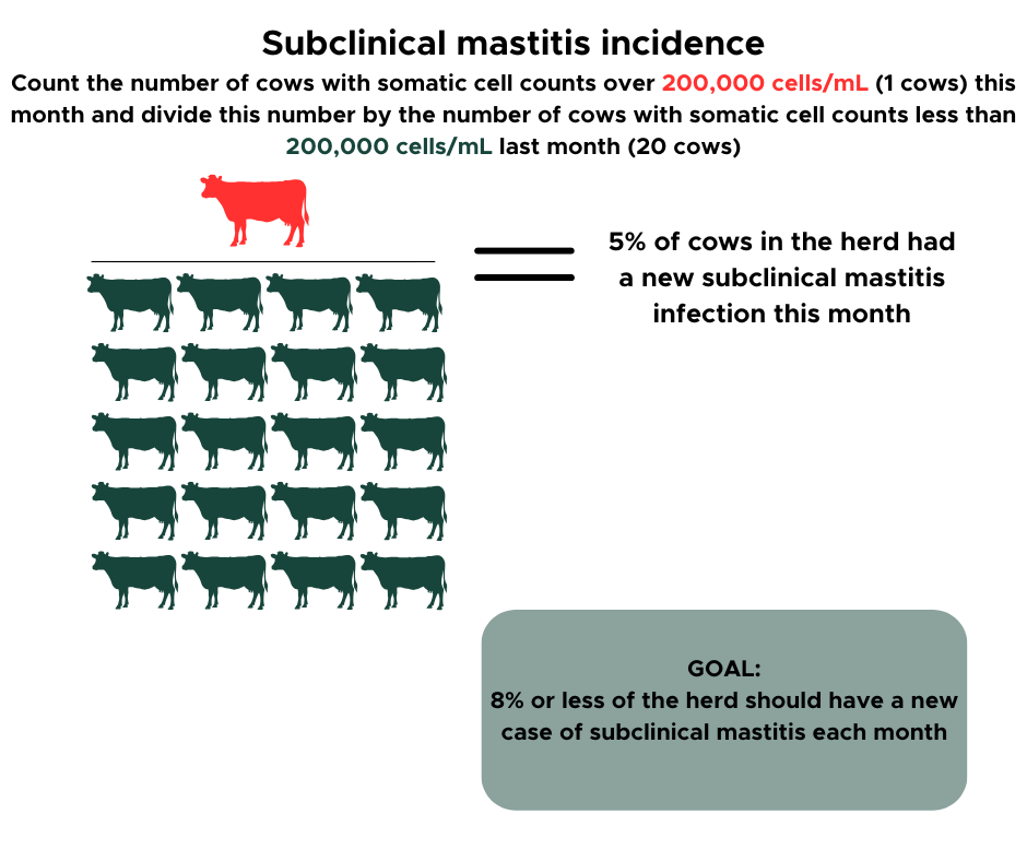 An infographic illustrating how to calculate subclinical mastitis incidence in a dairy herd. The title reads “Subclinical mastitis incidence.” Text explains that 1 cow this month has a somatic cell count over 200,000 cells/mL, and this number is divided by the 20 cows that had somatic cell counts below 200,000 cells/mL last month. Below, one red cow icon represents the newly affected cow, while twenty green cow icons represent the cows that were previously healthy. A label to the right states that 5% of cows in the herd had a new subclinical mastitis infection this month. At the bottom right, a gray rounded box lists the goal: “8% or less of the herd should have a new case of subclinical mastitis each month.”